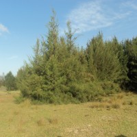 Casuarina equisetifolia L.